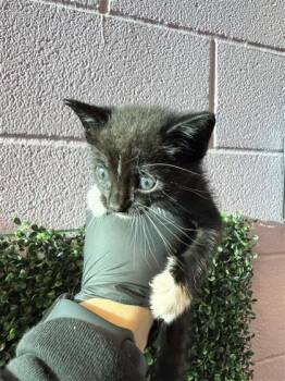 61765140 -  Domestic Medium Hair Cat for Adoption in El Paso, Texas - 61765140 | PetCurious