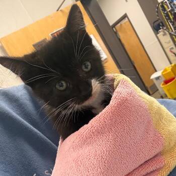 Theo -  Domestic Short Hair Cat for Adoption in Columbiana, Alabama - Theo | PetCurious