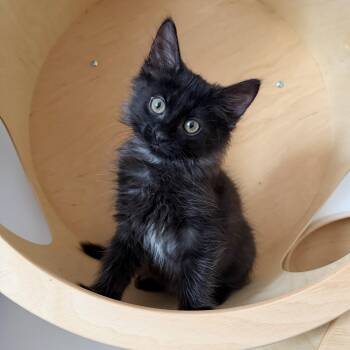 Truffle -  Domestic Long Hair Cat for Adoption - Truffle | PetCurious