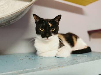 Rescue Domestic Short Hair Cats for Adoption in Varnville, South Carolina - Winnie | PetCurious