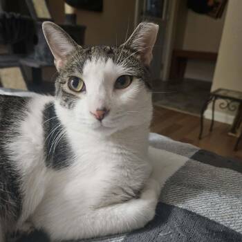 Gatsby -  Domestic Short Hair Cat for Adoption in New Berlin, Wisconsin - Gatsby | PetCurious