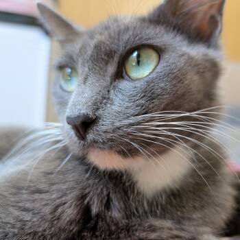 Rescue Domestic Short Hair Cats for Adoption in Tallahassee, Florida - Ru @ Fat Cat Foster Home | PetCurious