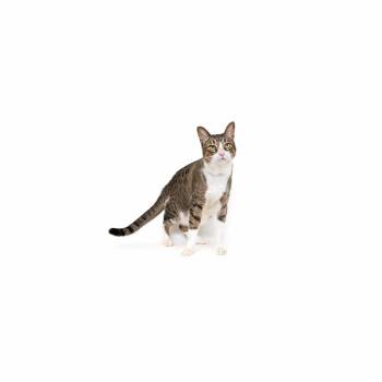 Domestic Short Hair Cats Available for Adoption in Los Angeles, California - Tommy | PetCurious