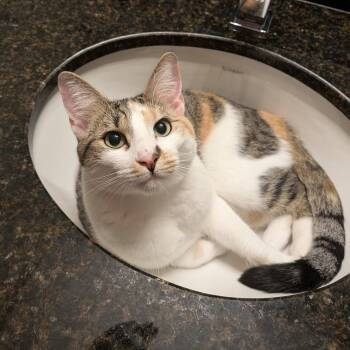 Stella -  Domestic Short Hair Cat for Adoption in Hopkinton, Massachusetts - Stella | PetCurious