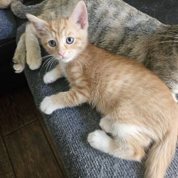 Potato -  Tabby and Domestic Short Hair Cat for Adoption in Los Angeles, California - Potato | PetCurious