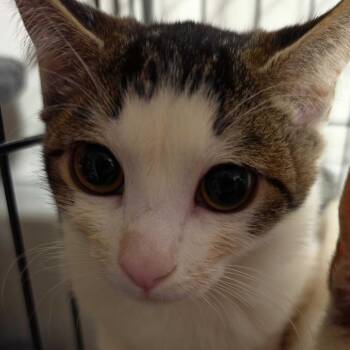 Mochi (was Emu) -  American Shorthair Cat for Adoption in Grantsville, Utah - Mochi (was Emu) | PetCurious