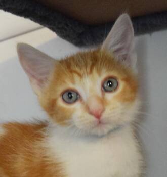 Wrigley -  Domestic Short Hair Cat for Adoption in Bulverde, Texas - Wrigley | PetCurious