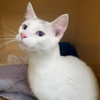 Ezequiel -  Domestic Short Hair Cat for Adoption in East Hanover, New Jersey - Ezequiel | PetCurious
