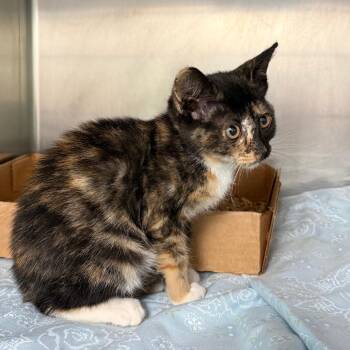 Hermione -  Domestic Short Hair Cat for Adoption in Troy, Virginia - Hermione | PetCurious