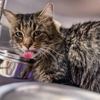 Rescue Domestic Medium Hair and Domestic Short Hair Cats for Adoption in Madison, Wisconsin - Salvador | PetCurious