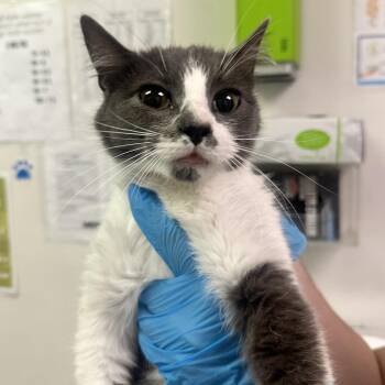 Oasis -  Domestic Medium Hair Cat for Adoption in Charleston, West Virginia - Oasis | PetCurious