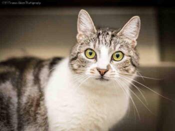 Domestic Short Hair Cats Available for Adoption in Anchorage, Alaska - SIGNA | PetCurious