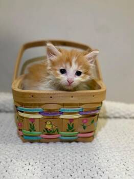 Yoink -  Domestic Medium Hair Cat for Adoption in Fruit Heights, Utah - Yoink | PetCurious