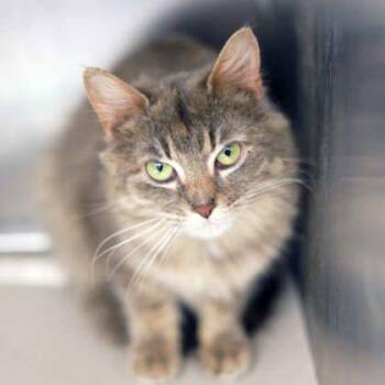 Domestic Short Hair Cats Available for Adoption in Atlanta, Georgia - Foxglove | PetCurious