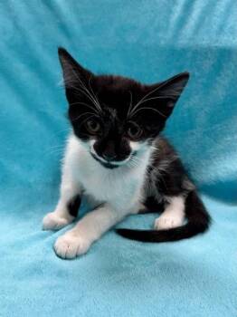 Delta -  Domestic Short Hair Cat for Adoption in Midland, Michigan - Delta | PetCurious