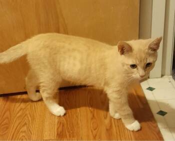 Sydney (with Eden -  Domestic Short Hair Cat for Adoption in Silverton, Oregon - Sydney (with Eden | PetCurious