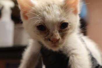 BUG -  Domestic Short Hair Cat for Adoption in Columbia, South Carolina - BUG | PetCurious
