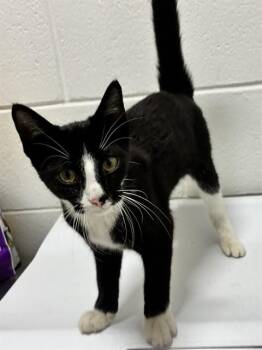 FLORES -  Domestic Short Hair Cat for Adoption - FLORES | PetCurious
