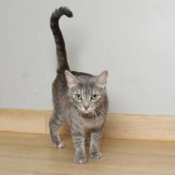 Kristin C68792 -  Domestic Short Hair Cat for Adoption in Minnetonka, Minnesota - Kristin C68792 | PetCurious