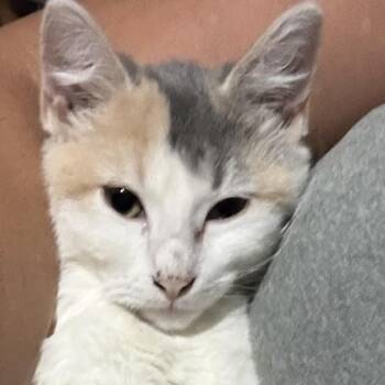 Dolly P -  Domestic Medium Hair Cat for Adoption in Liverpool, Texas - Dolly P | PetCurious