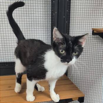 Betsy -  Domestic Short Hair Cat for Adoption in Pleasant Hill, California - Betsy | PetCurious