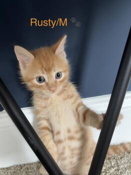 Rusty (Barto Braves Litter) -  Domestic Short Hair Cat for Adoption in Telford, Pennsylvania - Rusty (Barto Braves Litter) | PetCurious