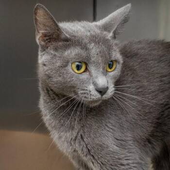 STAR -  Domestic Short Hair Cat for Adoption in St. Louis, Missouri - STAR | PetCurious