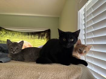 Rescue Domestic Short Hair Cats for Adoption in Eagleville, Tennessee - Lucifer | PetCurious