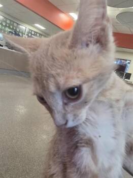 A799774 -  Domestic Short Hair Cat for Adoption in Louisville, Kentucky - A799774 | PetCurious