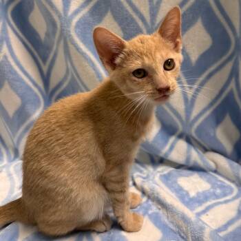 Rescue Domestic Short Hair Cats for Adoption in Mt. Juliet, Tennessee - Charlie | PetCurious
