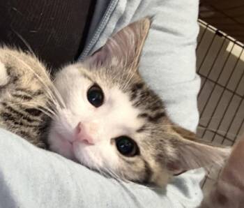 Lucy Lulu -  Tabby Cat for Adoption in Walled Lake, Michigan - Lucy Lulu | PetCurious