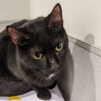 Domestic Short Hair Cats Available for Adoption - Nala 2 | PetCurious