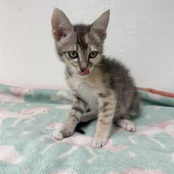 Plum -  Domestic Short Hair Cat for Adoption in Long Beach, California - Plum | PetCurious