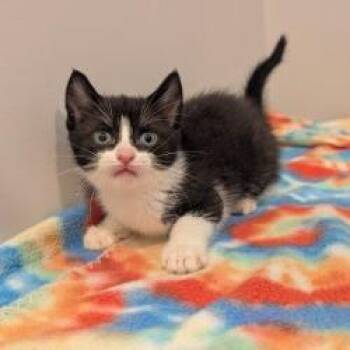 Domestic Short Hair Cats Available for Adoption in West Point, Mississippi - Pop | PetCurious