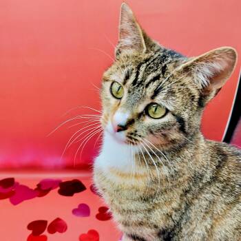 Domestic Short Hair Cats Available for Adoption - Tabs | PetCurious