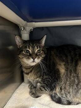 Mme Peach -  Domestic Short Hair Cat for Adoption in Montreal, Quebec - Mme Peach | PetCurious