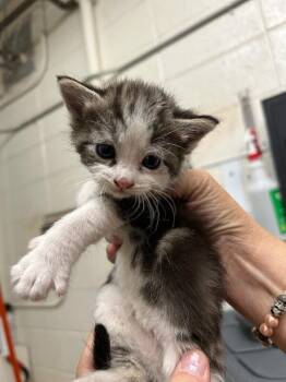 Nikita -  Domestic Short Hair Cat for Adoption in Fruit Heights, Utah - Nikita | PetCurious