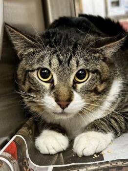 Domestic Short Hair Cats Available for Adoption - Good Gravy | PetCurious