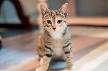 Rescue Domestic Short Hair Cats for Adoption in Hampton, Virginia - Taylor | PetCurious
