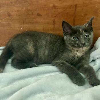Rescue Domestic Short Hair Cats for Adoption in Plainfield, Illinois - Trixie | PetCurious