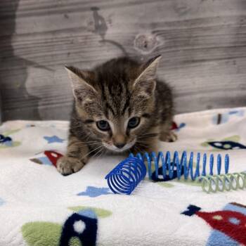 Domestic Short Hair Cats Available for Adoption in Roanoke, Virginia - Scipio | PetCurious