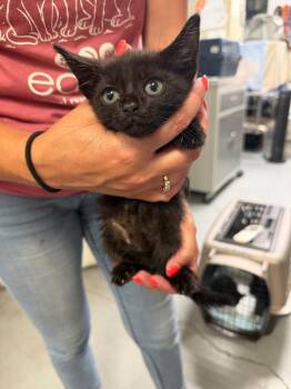 Zita -  Domestic Short Hair Cat for Adoption in Trenton, New Jersey - Zita | PetCurious