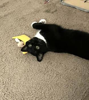 Domestic Short Hair Cats Available for Adoption - Miss Marvel | PetCurious