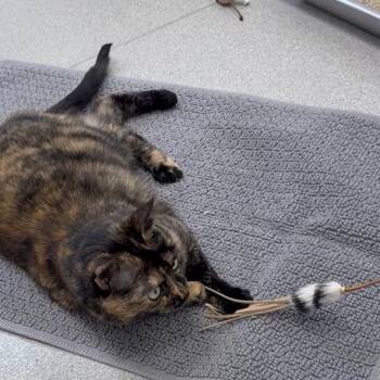 Domestic Short Hair Cats Available for Adoption in Murray, Utah - Cayenne | PetCurious