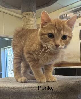 Domestic Short Hair Cats Available for Adoption in Ulster, Pennsylvania - Punky | PetCurious