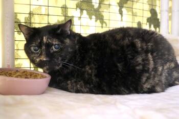 Domestic Short Hair Cats Available for Adoption - Gabby | PetCurious