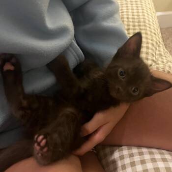 Rojas 7448 -  Domestic Short Hair Cat Available for Adoption in Hamilton, Georgia - Rojas 7448 | PetCurious