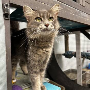 Aria -  Dilute Tortoiseshell Cat for Adoption in Grand Rapids, Michigan - Aria | PetCurious