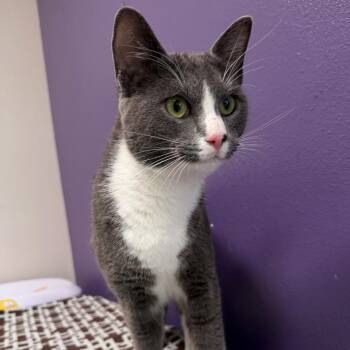 Jackson -  Domestic Short Hair Cat for Adoption in Englewood, Florida - Jackson | PetCurious