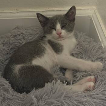 Stormy -  Domestic Short Hair Cat for Adoption in Los Angeles, California - Stormy | PetCurious